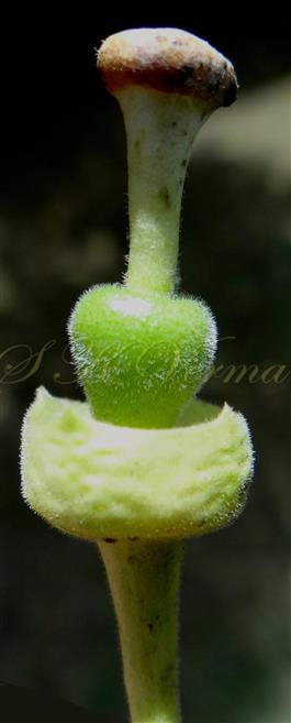  Calyx and Pistil